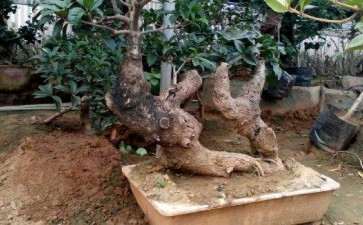 秋季的流苏下山桩如何养护