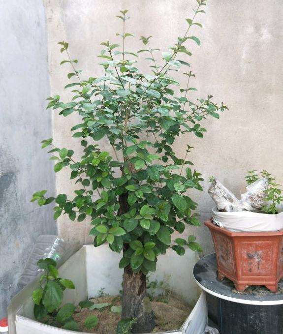 流苏下山桩栽植第二年 可以上盆了吗