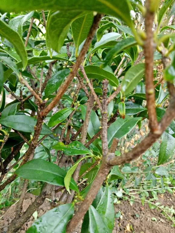 流苏下山桩套袋什么时候去掉 最好