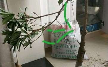 流苏下山桩套袋什么时候去掉 最好