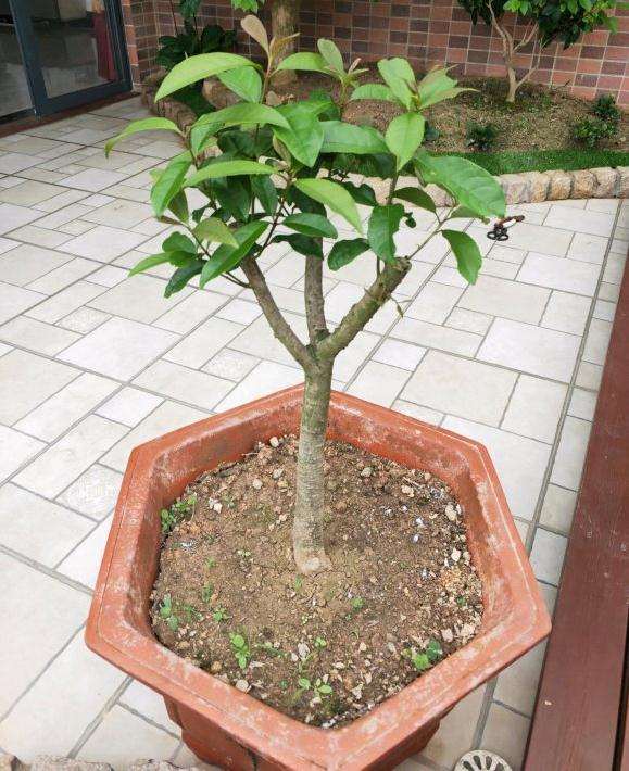 日香桂花下山桩叶子长得也不错