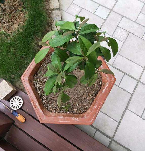 日香桂花下山桩叶子长得也不错