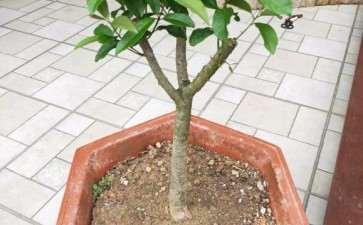 日香桂花下山桩叶子长得也不错