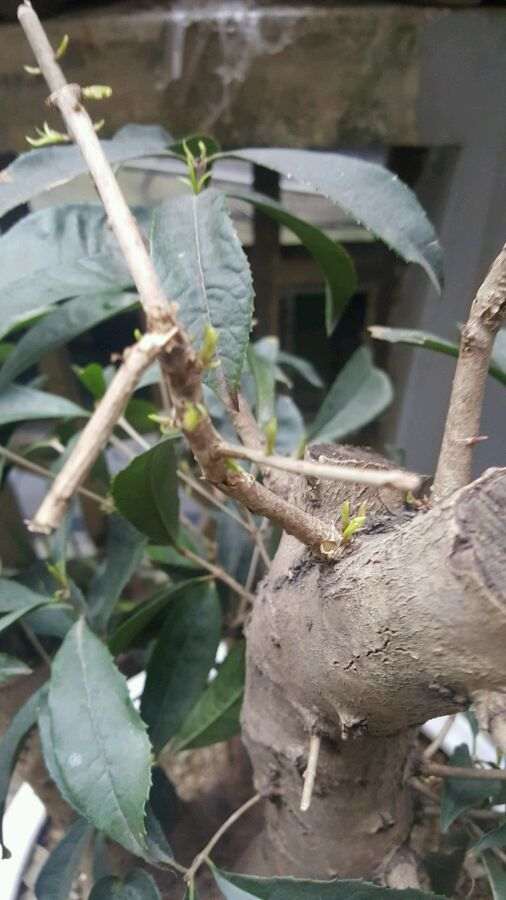 四季桂花下山桩可以嫁接金桂