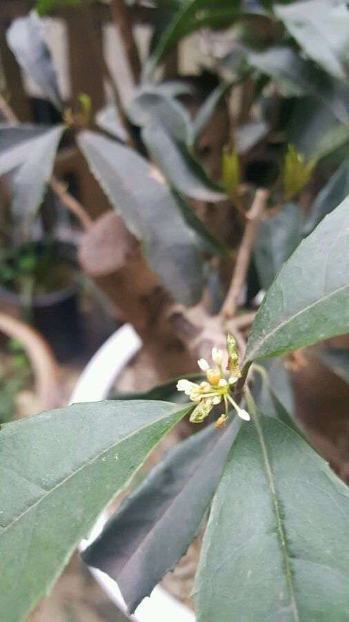 四季桂花下山桩可以嫁接金桂