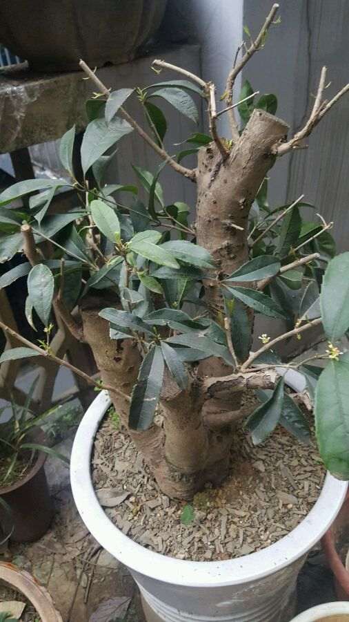 四季桂花下山桩可以嫁接金桂