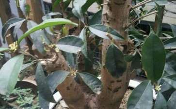 四季桂花下山桩可以嫁接金桂 丹桂吗