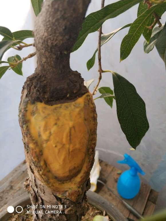 夏天发现桂花下山桩头开始有干裂产生