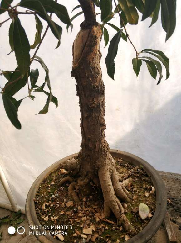 夏天发现桂花下山桩头开始有干裂产生