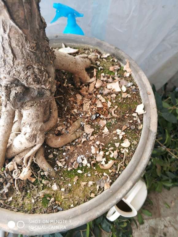 夏天发现桂花下山桩头开始有干裂产生