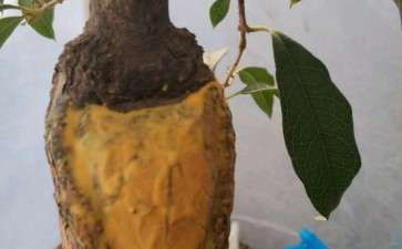 夏天发现桂花下山桩头开始有干裂产生