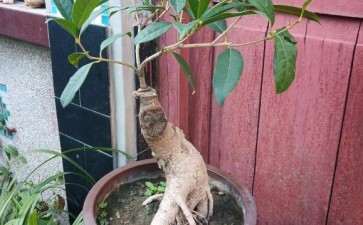 临沂哪有有桂花下山桩卖 图片