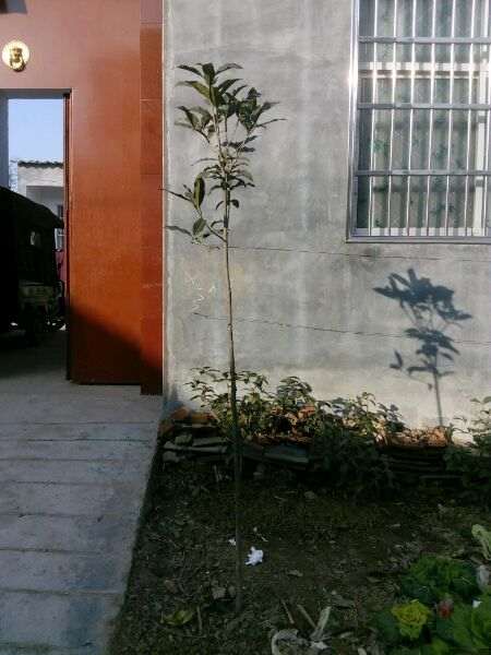 普通丹桂或状元红桂花下山桩有啥区别