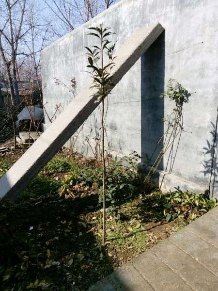 普通丹桂或状元红桂花下山桩有啥区别