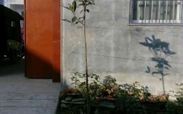 普通丹桂或状元红桂花下山桩有啥区别