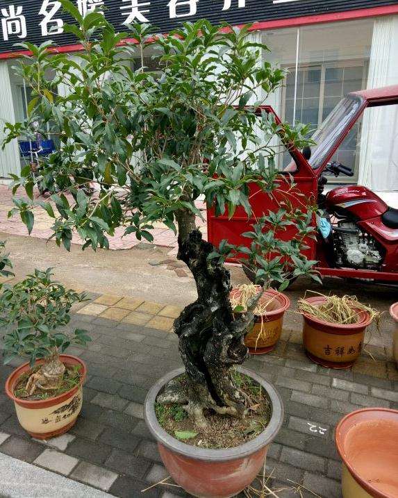 去趟集 桂花下山桩都太贵了