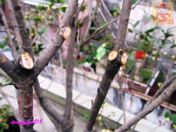 图解 桂花下山桩怎么修剪的方法