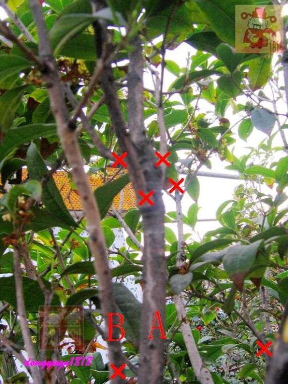 图解 桂花下山桩怎么修剪的方法