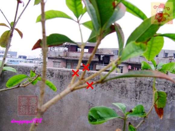 桂花下山桩怎么剪枝的方法 图片