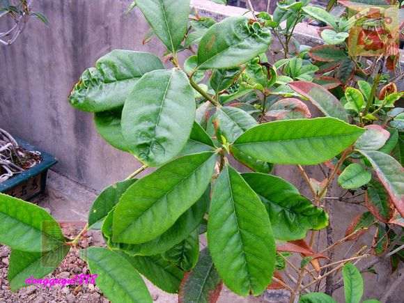 桂花下山桩怎么剪枝的方法 图片