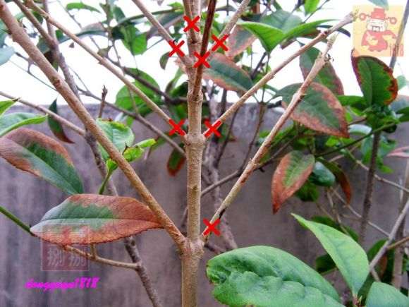 桂花下山桩怎么剪枝的方法 图片