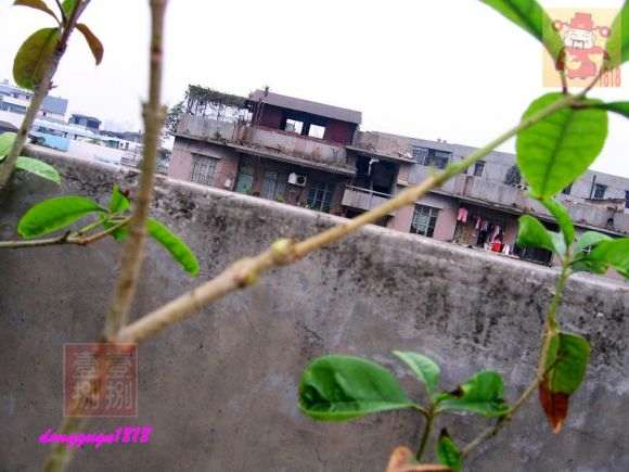 桂花下山桩怎么剪枝的方法 图片