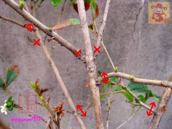 桂花下山桩怎么剪枝的方法 图片