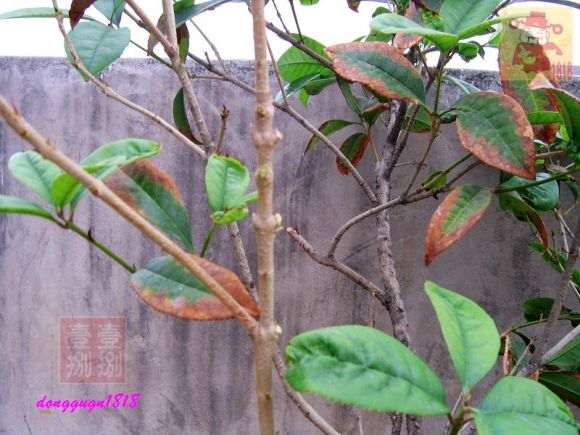 桂花下山桩怎么剪枝的方法 图片