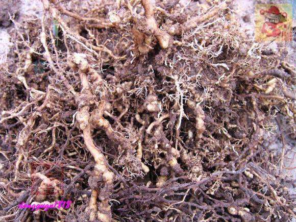 桂花下山桩的桩头怎么修剪的方法