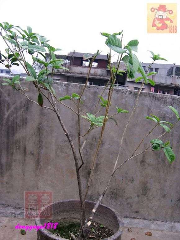 桂花下山桩的桩头怎么修剪的方法