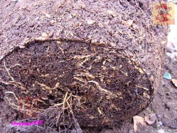 桂花下山桩的桩头怎么修剪的方法