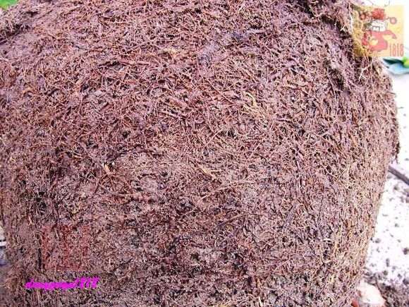 桂花下山桩的桩头怎么修剪的方法