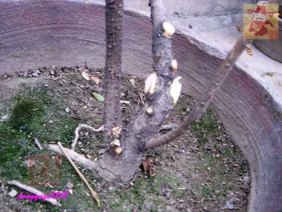 桂花下山桩的桩头怎么修剪的方法