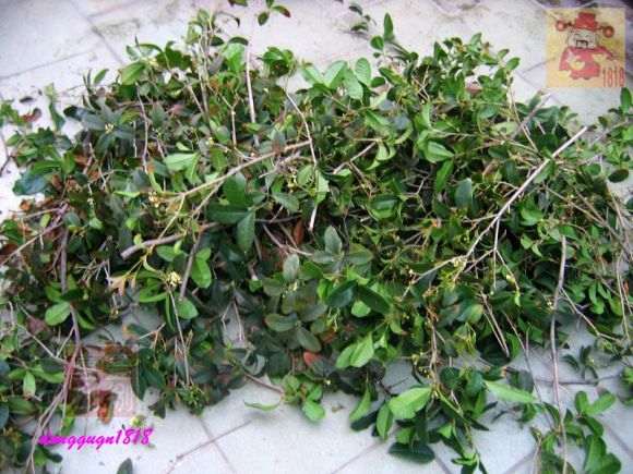 桂花下山桩的桩头怎么修剪的方法