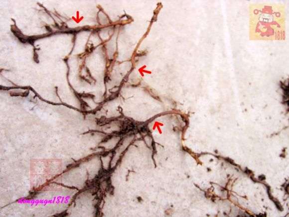 桂花下山桩的桩头怎么修剪的方法