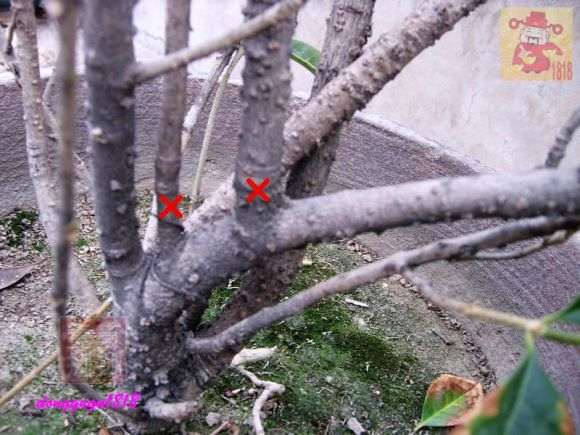 桂花下山桩的桩头怎么修剪的方法