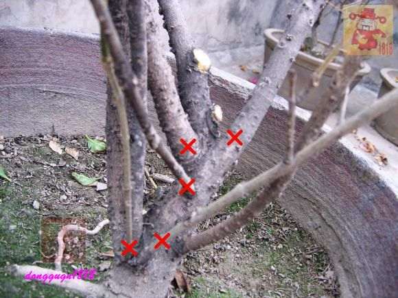 桂花下山桩的桩头怎么修剪的方法