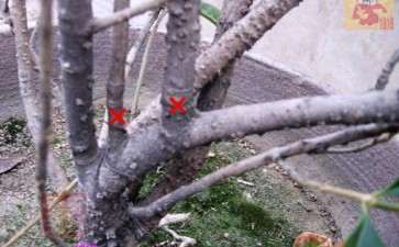 桂花下山桩的桩头怎么修剪的方法