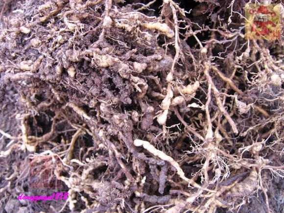 桂花下山桩的桩头怎么修剪的方法