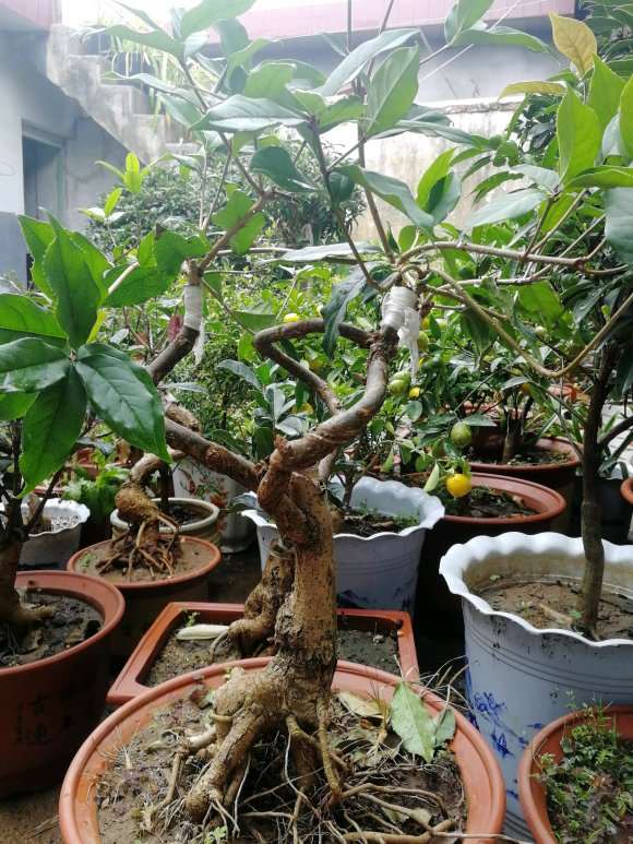 又买了一颗桂花下山桩