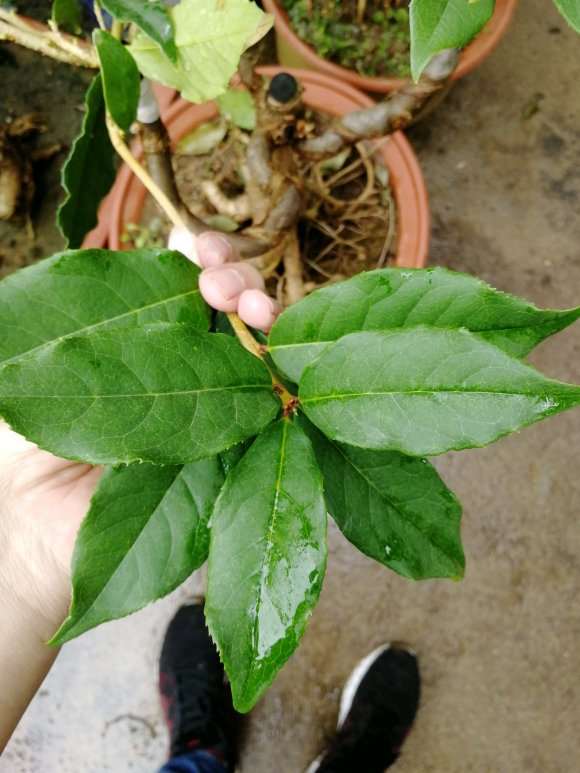 又买了一颗桂花下山桩
