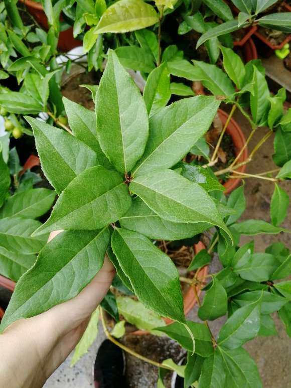 又买了一颗桂花下山桩