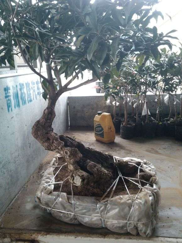 青州大集随拍的桂花下山桩熟桩