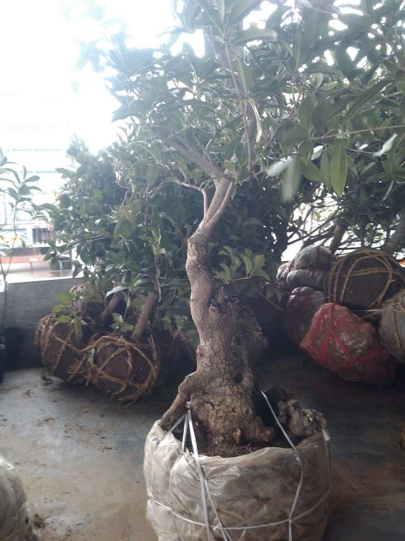 青州大集随拍的桂花下山桩熟桩