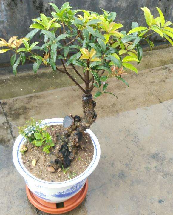 我的桂花下山桩 现在才发芽 图片