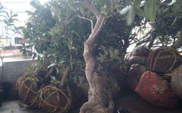 广东能养什么桂花下山桩