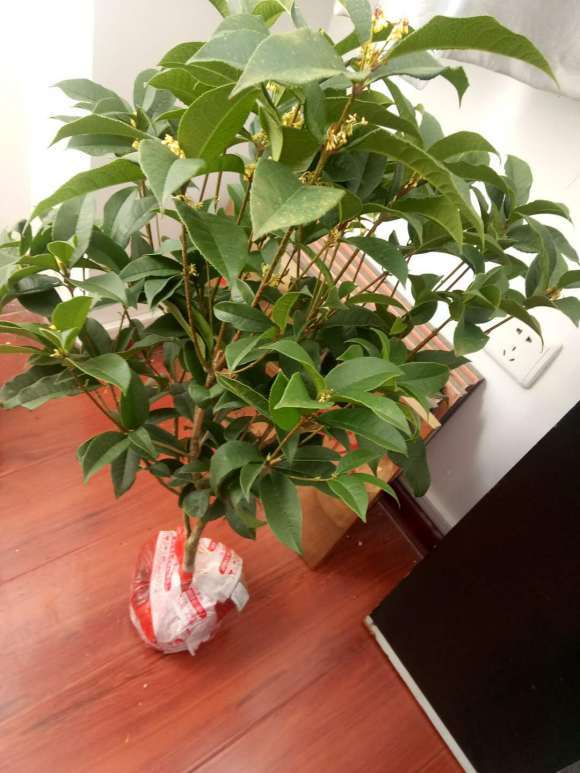 桂花下山桩重剪会不会引起死亡