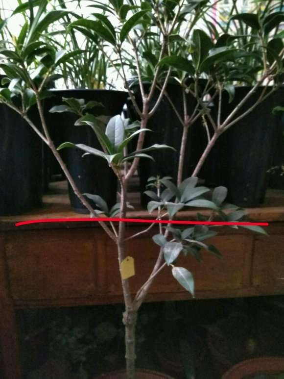 桂花下山桩重剪会不会引起死亡