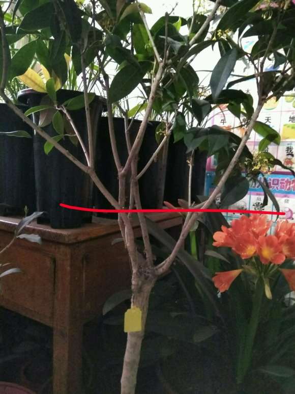 桂花下山桩重剪会不会引起死亡
