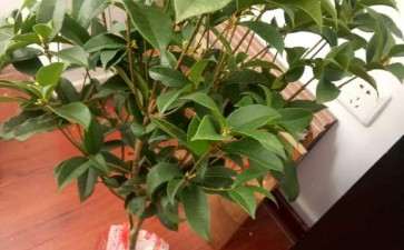 桂花下山桩重剪会不会引起死亡